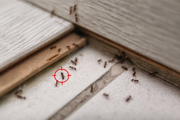 Best Exterminator Services  in Erie, CO