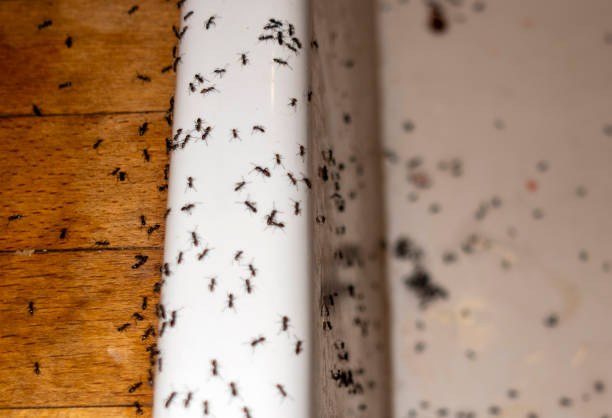 Best Wasp Removal Services  in Erie, CO